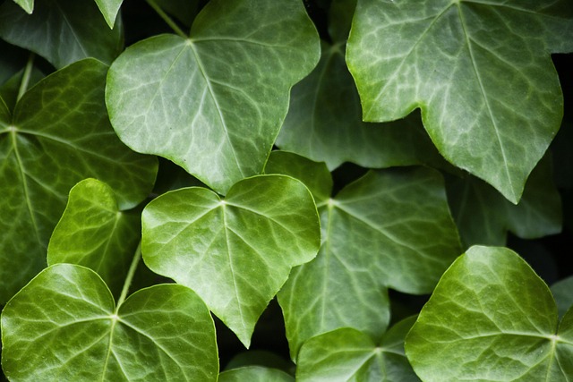 plant ivy nature leaf wall plot structure