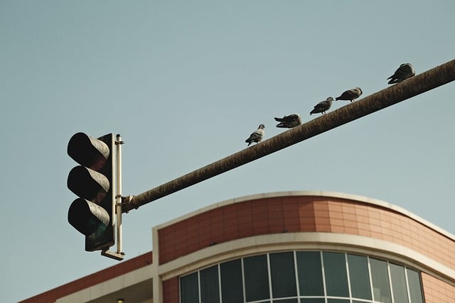 bird traffic light urban bird city wildlife perched bird nature street scene cityscape urban nature bird on traffic signal city li