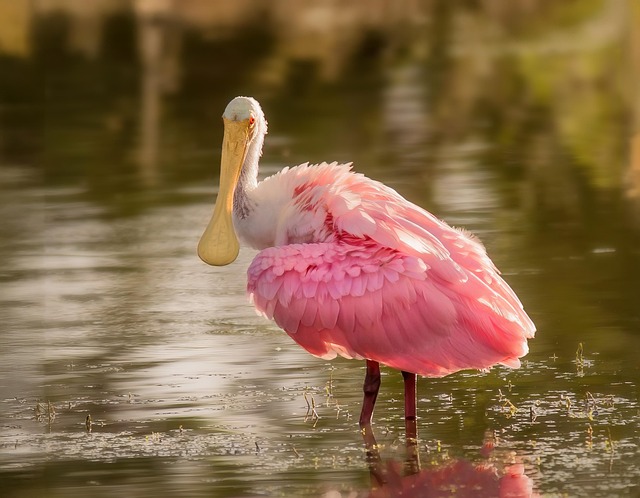 spoonbill bird wildlife nature bill