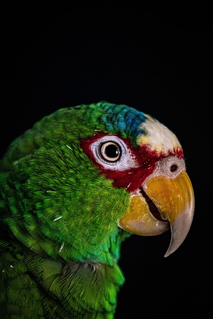 parrot bird nature animal beak bill wildlife portrait