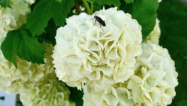 the median white flower wallpaper nature flower flower background beautiful flowers green bug