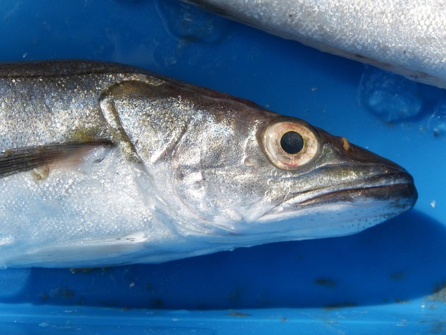 whiting hake llucet fresh fish mediterranean diet hake hake hake hake hake