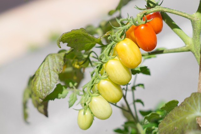 tomato mediterranean diet sano mediterranean food diet vegetarian fresh kitchen tomatoes vegetale italian vegetable garden cult