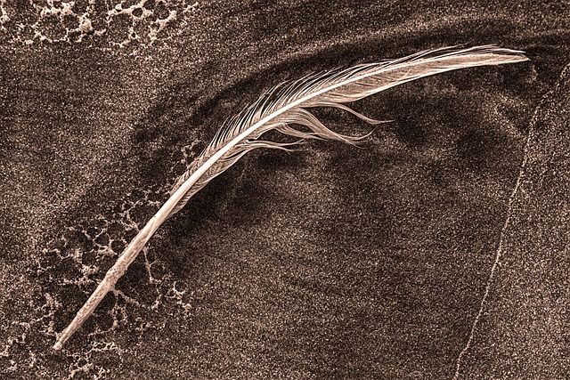feather white nature monochrome beach sand landscape bent fragile bird feather wet embedded black