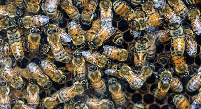 bees bee hive insects wings nature