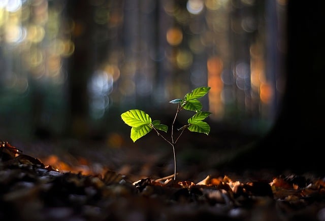 forest sapling bokeh new growth sunlight leaves soil dark background nature darkness detail appearance public park quiet place