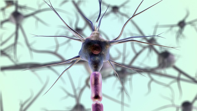 neurons neuron cell biology nerves nervous system medical science closeup neurons neurons neurons neurons nerves nervous system
