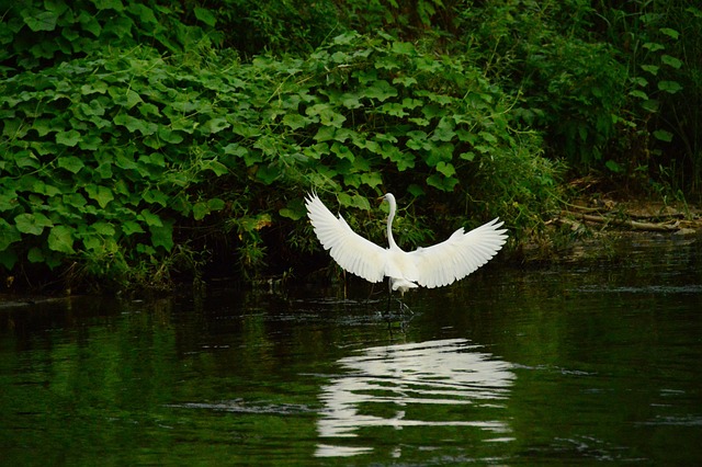 studies wing new nature birds animal stork visitor