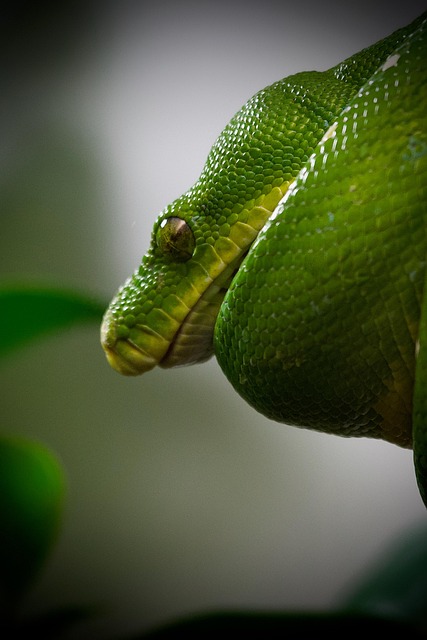 What This Evidence Does Not Show — Novice Python Debugging