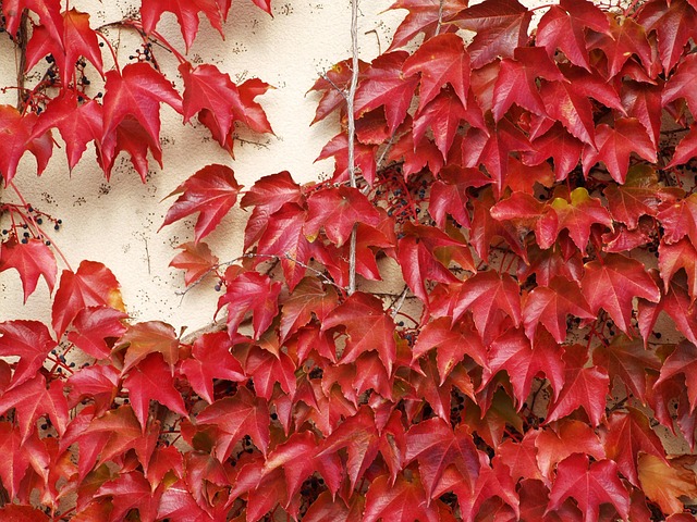 textura color ed leaves nature autumn