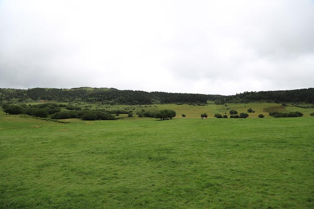 grassland null