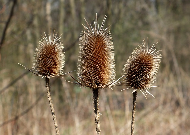 slut idle dipsacus sylvestris thistle dry flowers autumn prickly