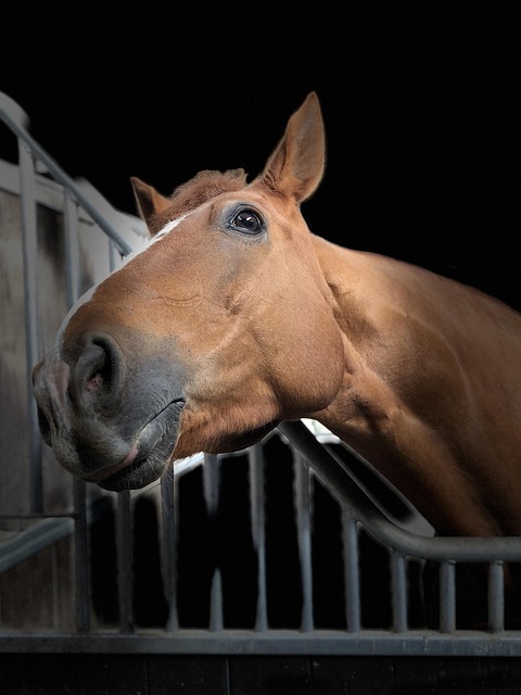 horse portrait listing brown funny bay animal equine curious low key nature vertical yk