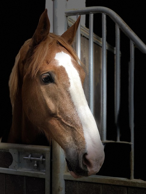 horse portrait listing brown bay nature animal equine low key vertical yk