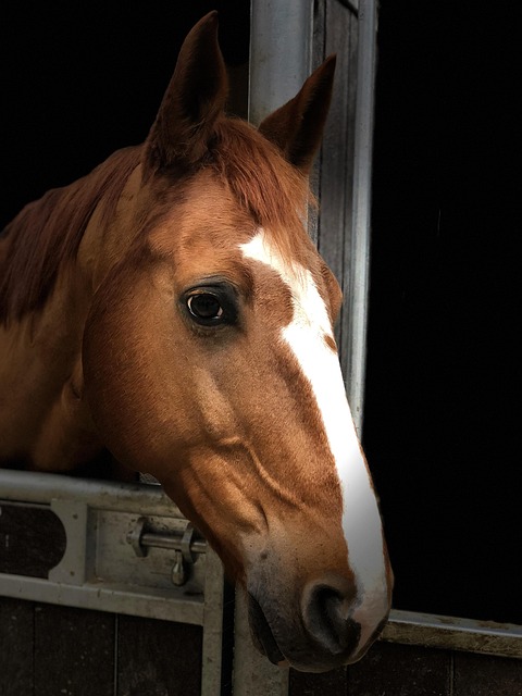 horse portrait listing brown nature bay animal equine low key vertical yk