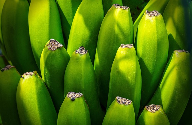 banana tree fruit nourishment green yellow group shrub canary islands export health details close up fruit fruit green group