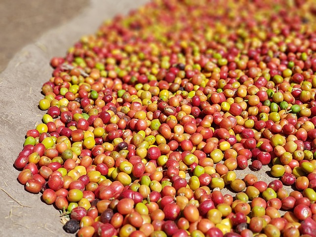 coffee natural processing