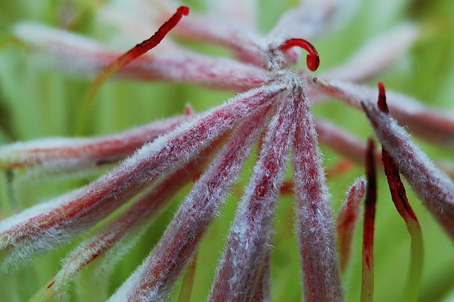 macro macro shot proteus greenhouse proteaceae