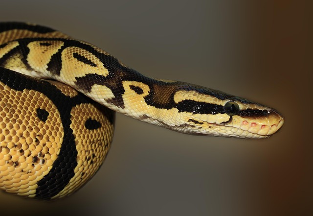 snake python animal ball python royal python python regius reptile wildlife fauna wilderness nature close up animal world wildl