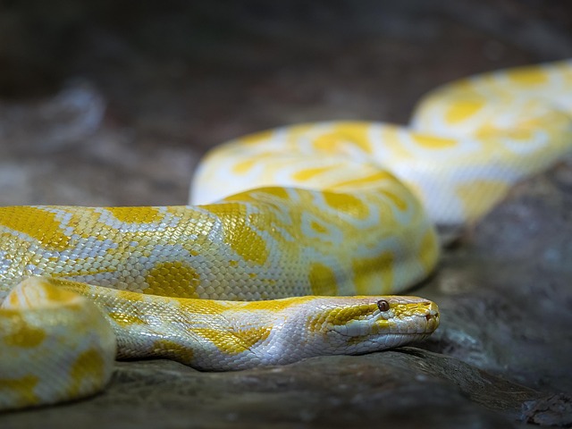 albino burmese python burmese python snake animal reptile wildlife nature python
