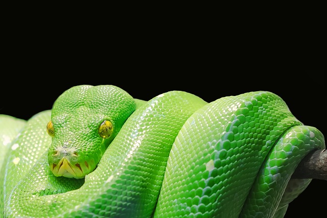 snake python serpent scales legless scaly reptile green snake green tree python tree python green toxic venomous snake snake s