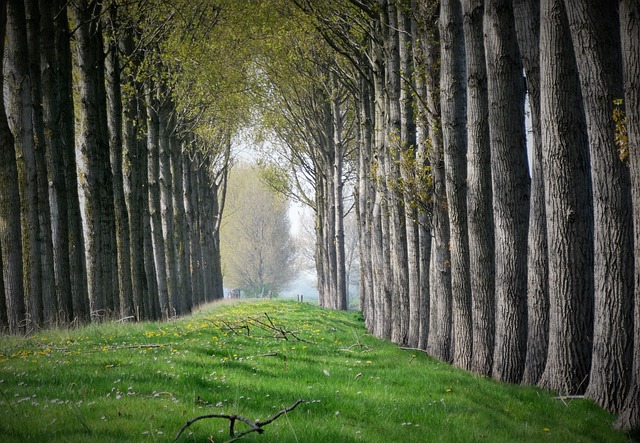 trees nature queue forest path landscape