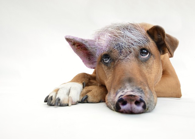 pig dog inner pig dog animal pet dog pig composing coaching view loyal to dear fun overcoming funny pictures funny photos