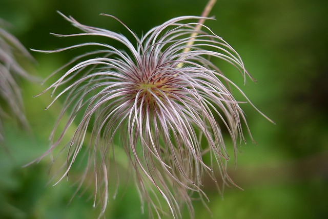 clematis faded fall carpels seeds rank plant climber plant