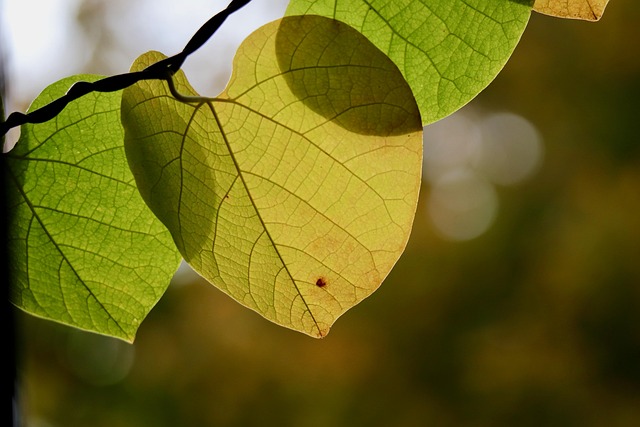whistling wind climber plant rank plant leaves leaf veins leaf structure nature discoloration fall autumn colors