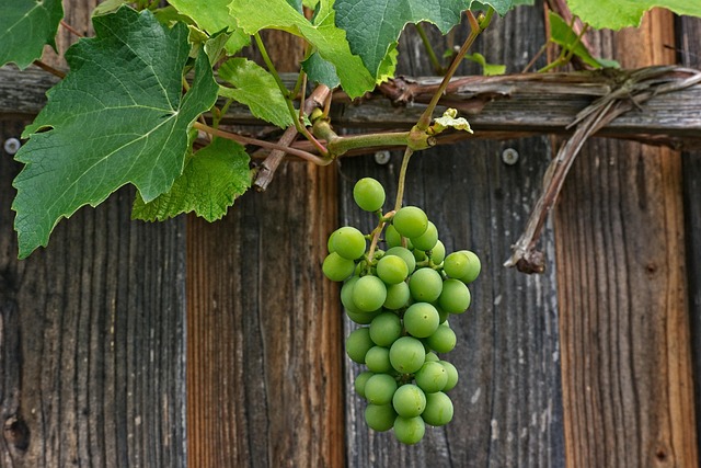 grapevine vine rank plant climber plant