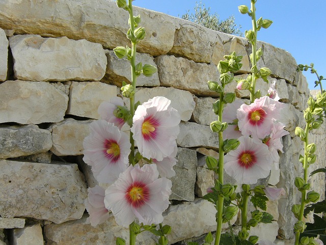 ile de re nature hollyhocks summer stones