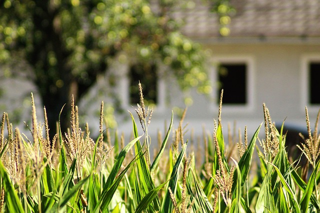 farmhouse country warm welcome agriculture harvest time harvest farm yard summer building real estate rustic window gate restor