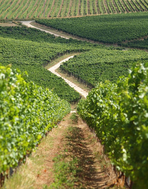 baranya wine region small loudness villány grape green vineyard track vineyard vineyard vineyard vineyard vineyard