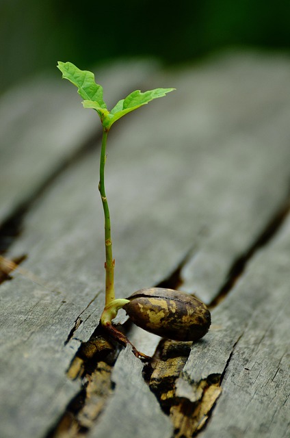 Costs: Premium per Point of Attachment — Reinsurance Renewal Strategy