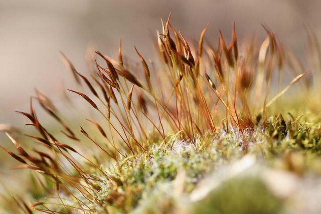 moss wall rotating tooth moss tortula muralis mossy growth vegetation nature plants