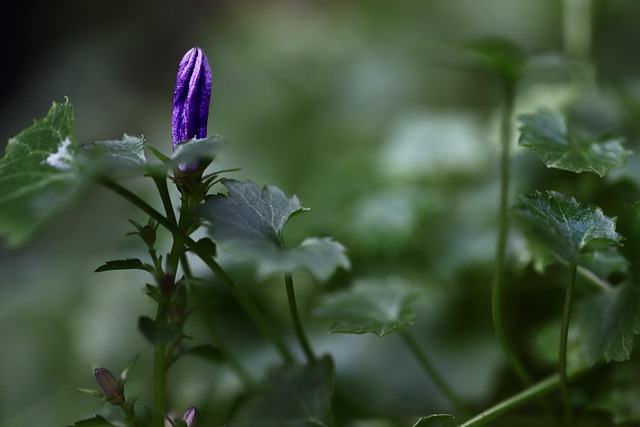 bellflower campanula bud purple flower grow sprout early spring early bloomer bud bud bud bud bud sprout