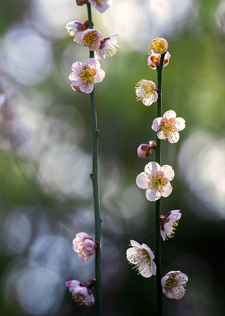 plant plum blossom sunbeams nature early spring japan
