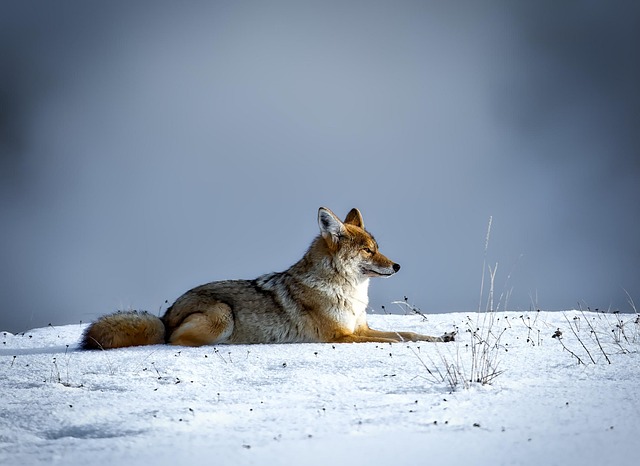 The Spread Evidence — RXO-Coyote Merger