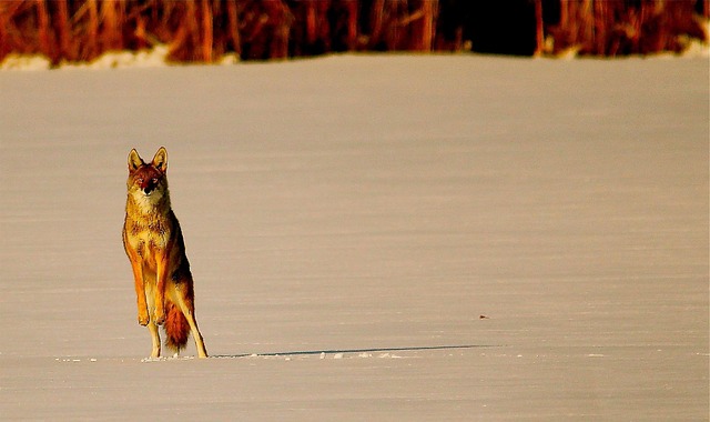 coyote nature animal snow