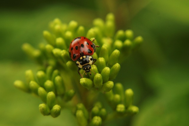 ladybug insect macro vaquita de san antonio