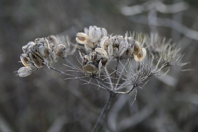 umbel flower faded seed stand transience botany