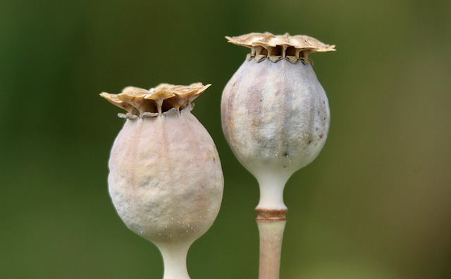 poppy poppy seed capsule seed pods opium poppy papaver somniferum medicinal plant morphine alkaloids capsule fruit pericarp fruit