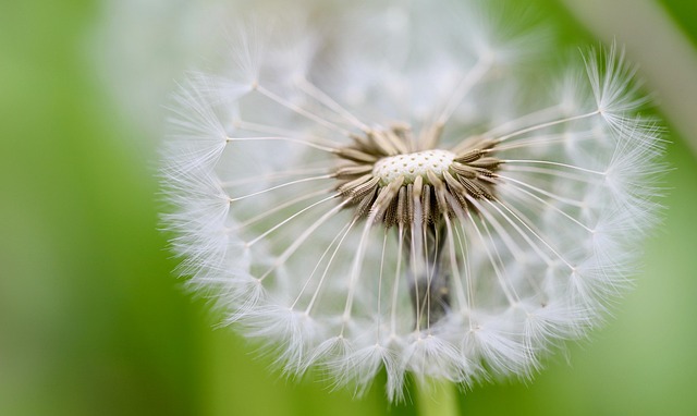 dandelion flying seeds nature seeds pointed flower faded plant wildflowers seed umbrella
