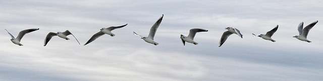 flight seagull sequence bird nature seabird