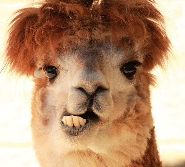 animal ma mammal alpaca fur cute peru nature alpaca alpaca alpaca alpaca alpaca