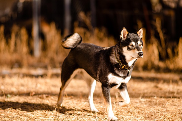 shiba inu shiba shiba dog black shiba black and tan dog black and tan shiba inu inu canine pet