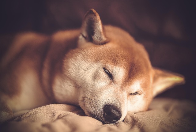 dog nature breed shiba domestic animal animal mammal shiba inu pet sleep race
