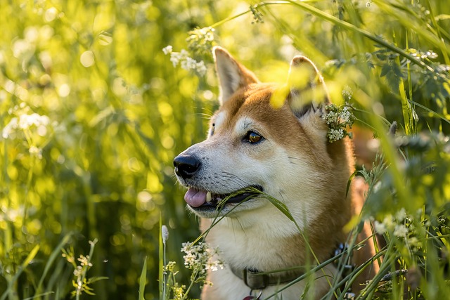 shiba shiba inu dog pet cute japanese inu purebred smile animal outdoors portrait dog portrait nature shiba shiba shiba inu