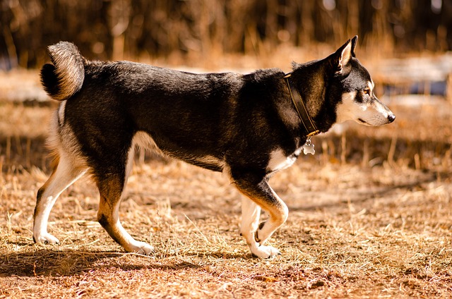 shiba inu shiba shiba dog black shiba black and tan dog black and tan shiba inu inu canine pet