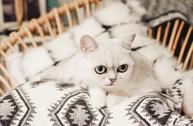 What the psychometric evidence shows — Short personality tests